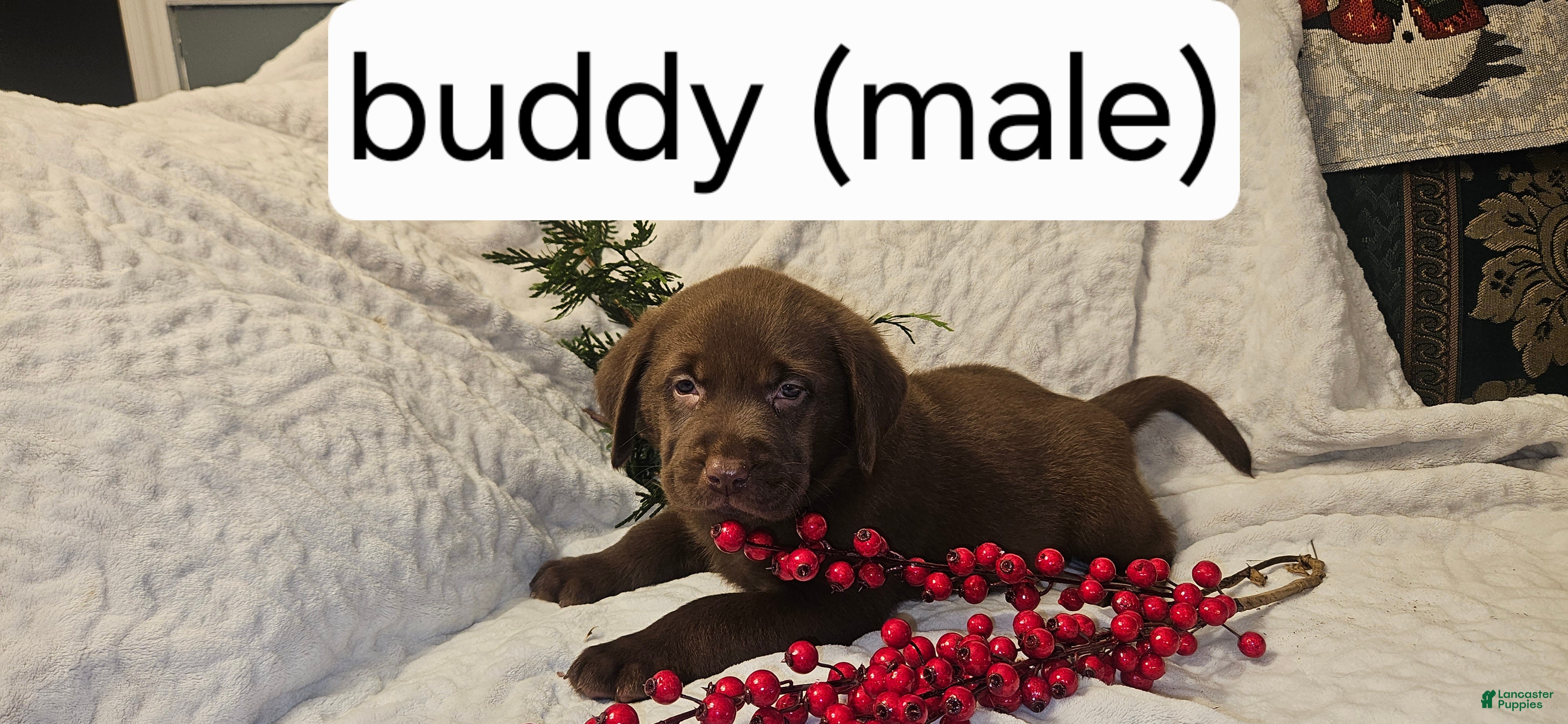 Labrador Retriever dogs Buddy - Ad 41