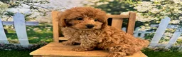 Maltipoo dogs for sale: Oliver - Ad 2