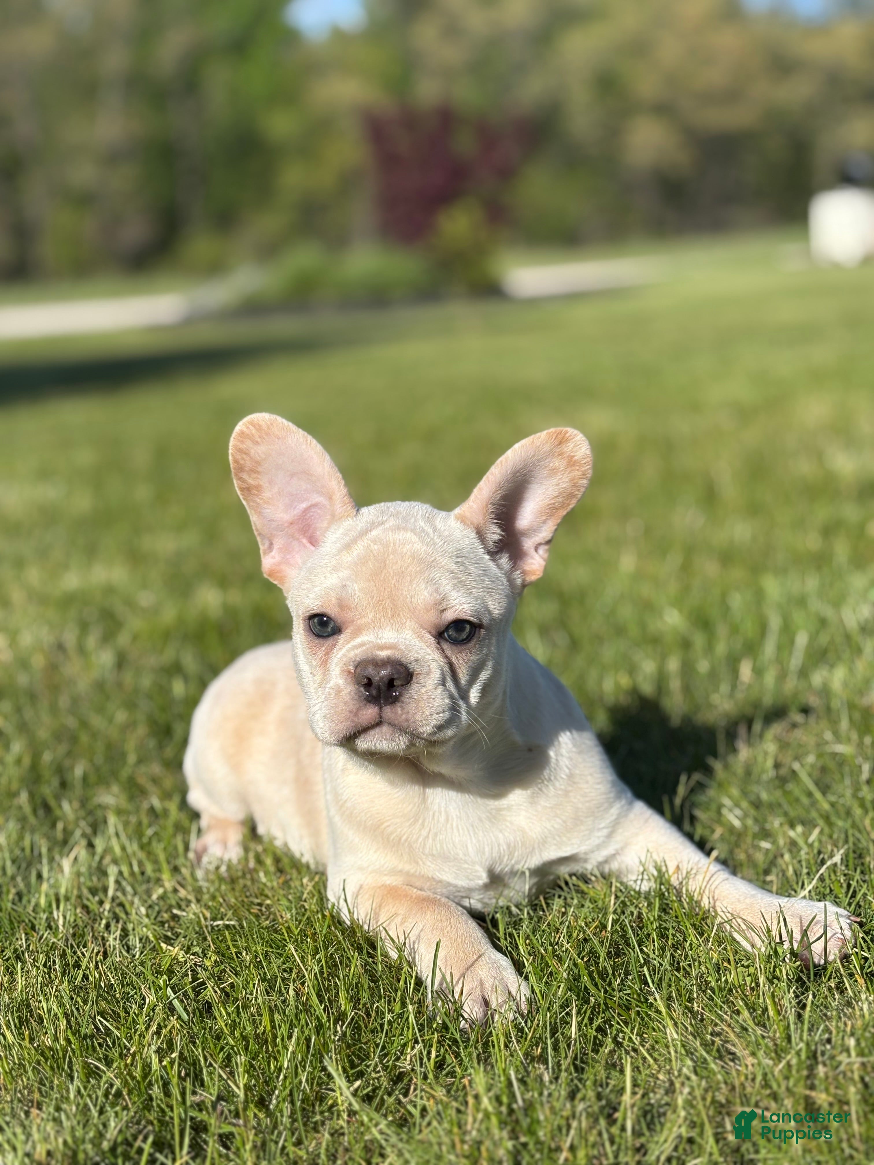 French Bulldog dogs Hazel - Ad 1