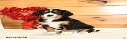Miniature Bernese Mountain Dog dogs for sale: Victoria - Ad 2