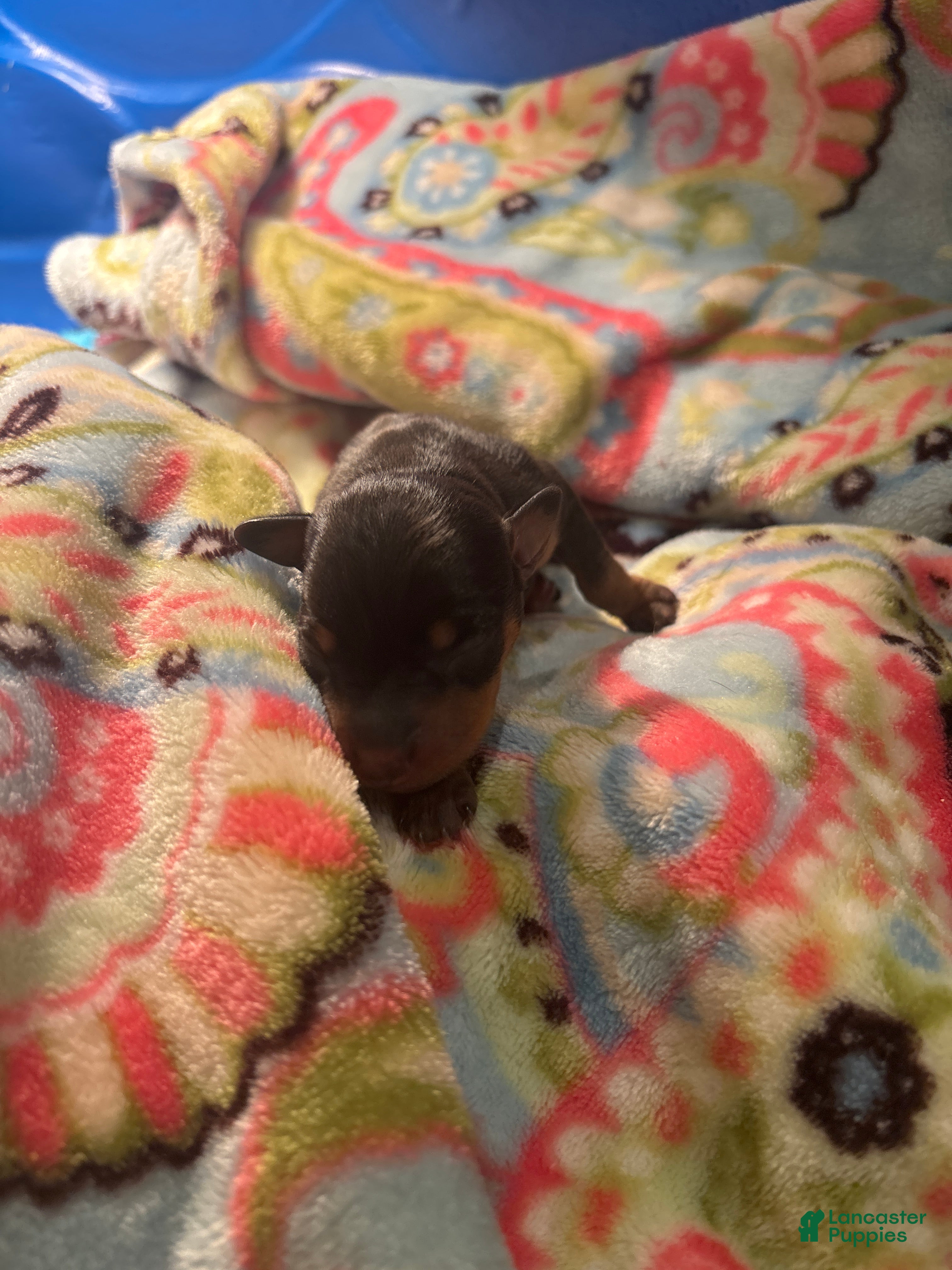 Miniature Pinscher dogs Skittles - Ad 1
