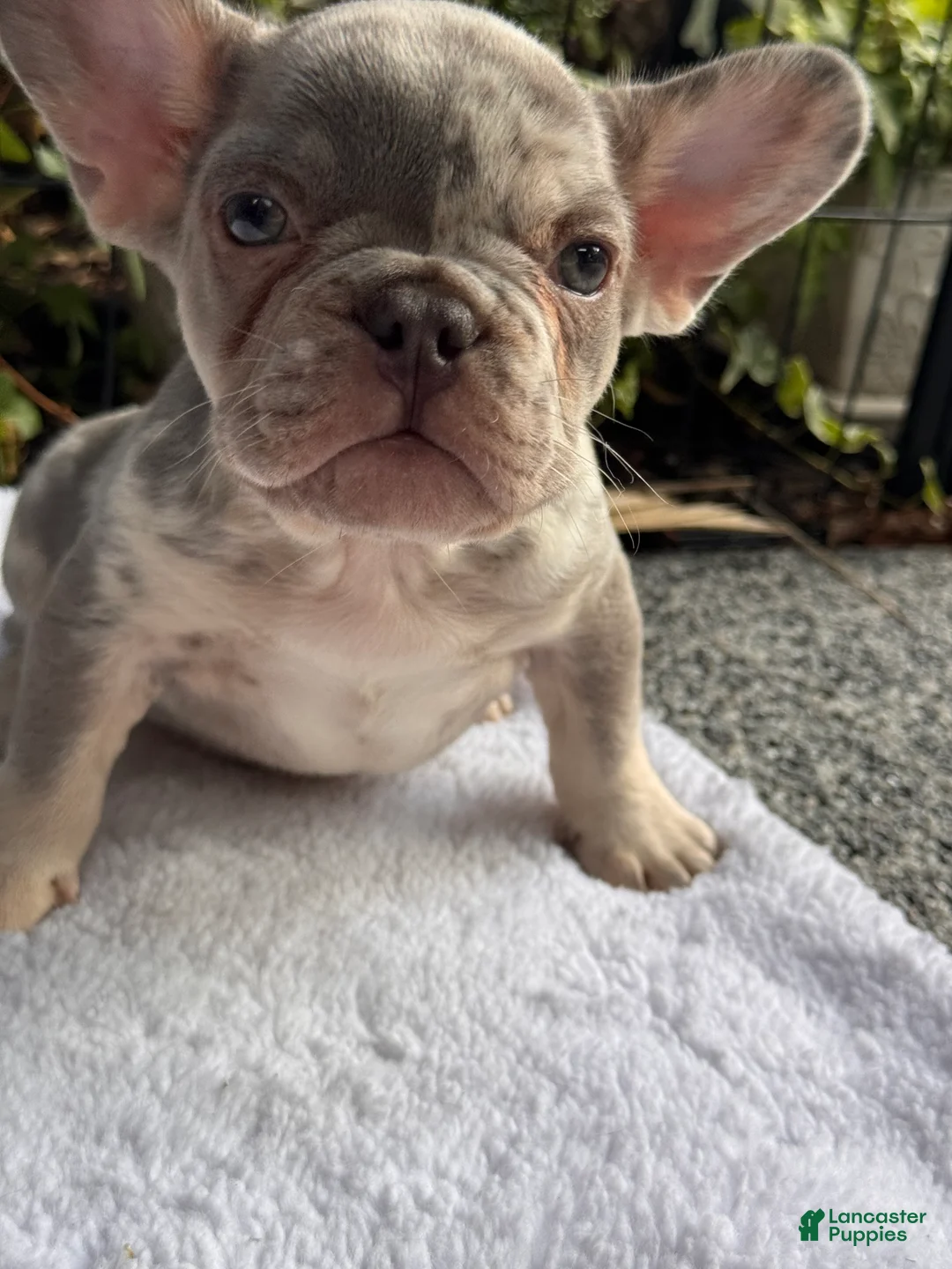 French Bulldog dogs for sale: Bronx  - Ad 2