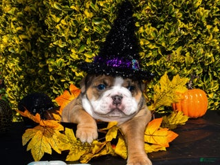 English Bulldog dogs Bruno - Ad 17