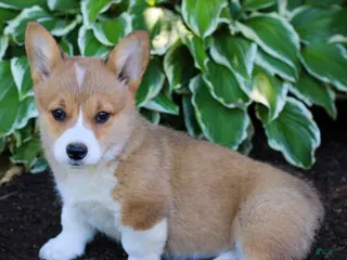 Welsh Corgi Pembroke dogs for sale: Kira - Ad 2