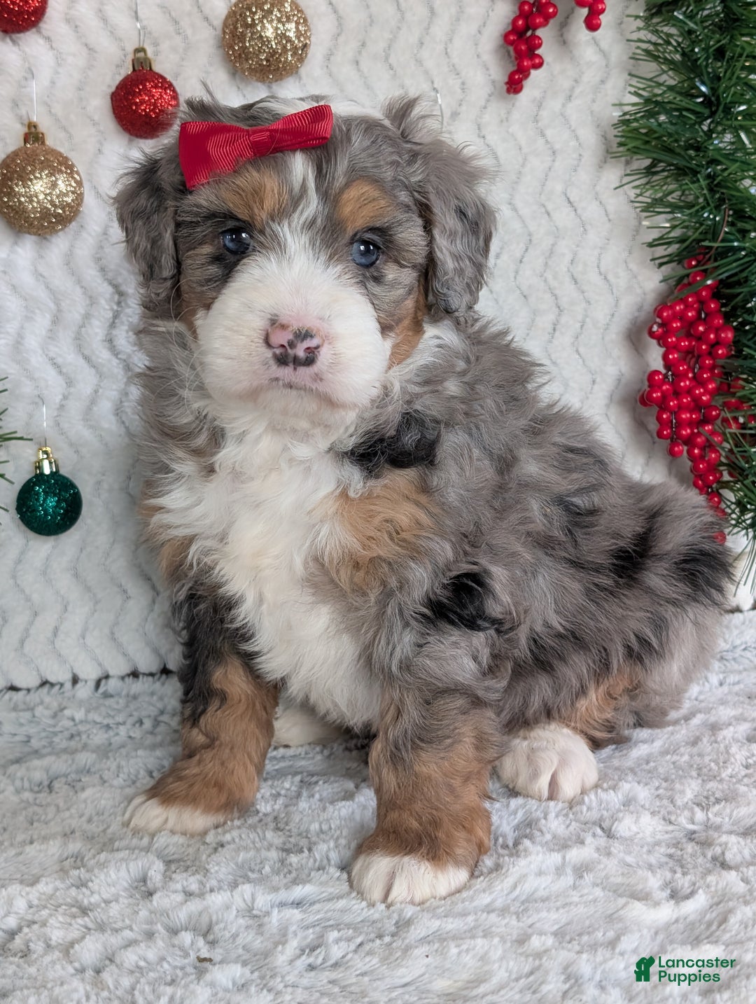 Mini Bernedoodle dogs for sale: Mini Niko  - Ad 14