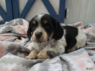 Miniature Dachshund dogs Jaron - Ad 11