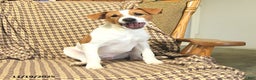 Jack Russell Terrier dogs for sale: Sam - Ad 1