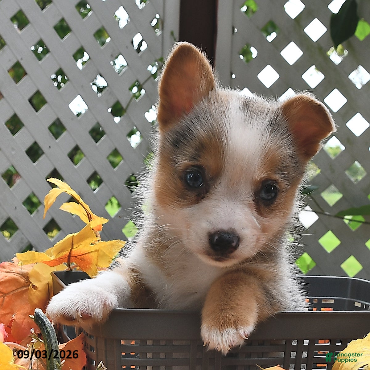 Welsh Corgi Pembroke dogs Bella    - Ad 2