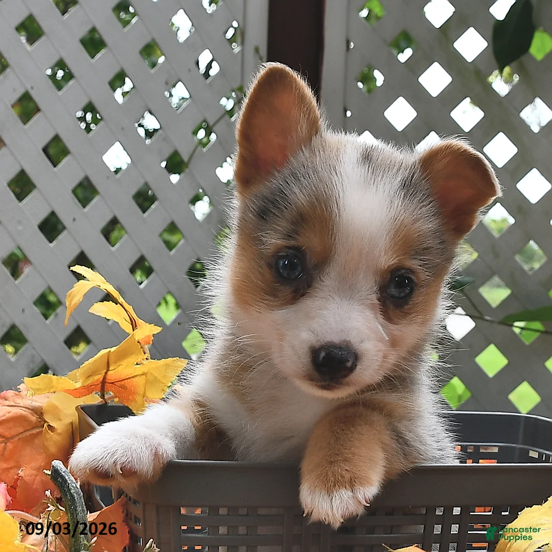 Welsh Corgi Pembroke dogs for sale: Bella    - Ad 2