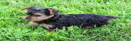 Yorkiepoo dogs for sale: Mr Cutie - Ad 3