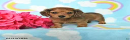 Miniature Dachshund dogs for sale: Penny - Ad 1