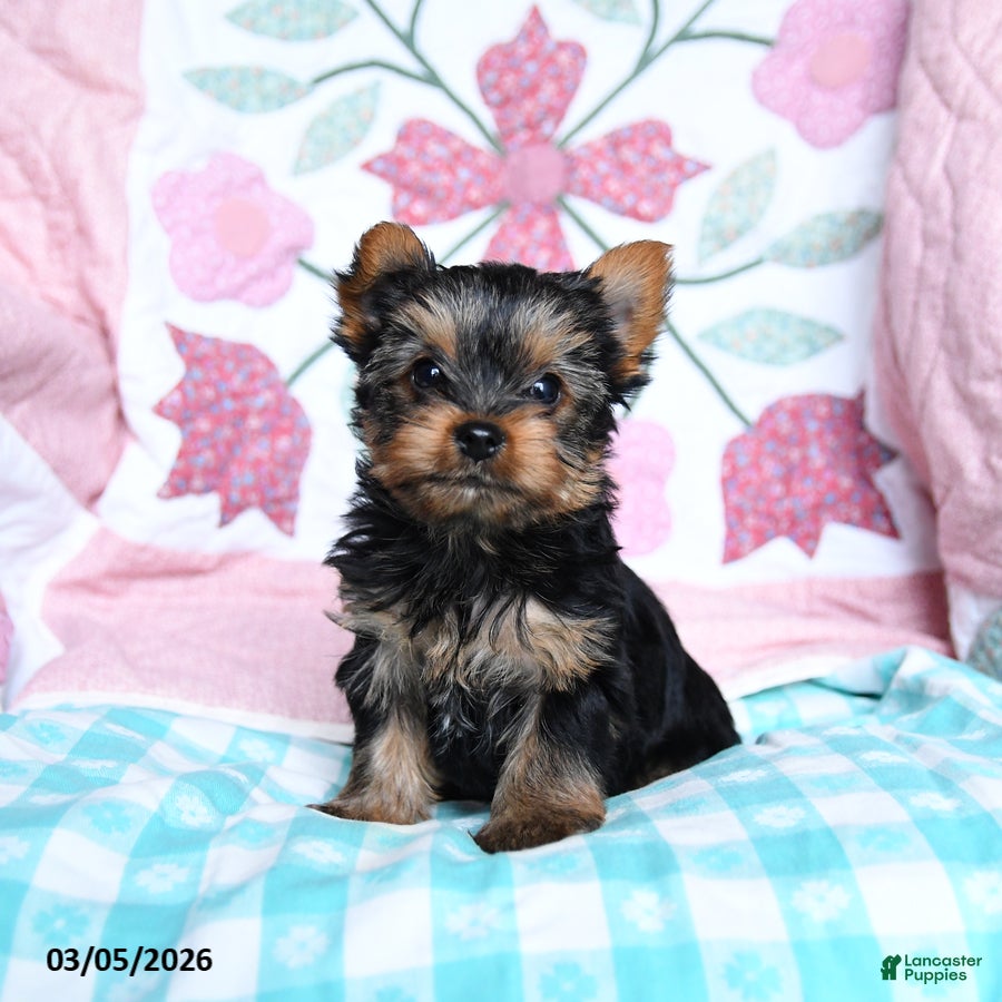 Yorkshire Terrier dogs Chipper - Ad 1