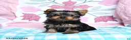Yorkshire Terrier dogs for sale: Chipper - Ad 1