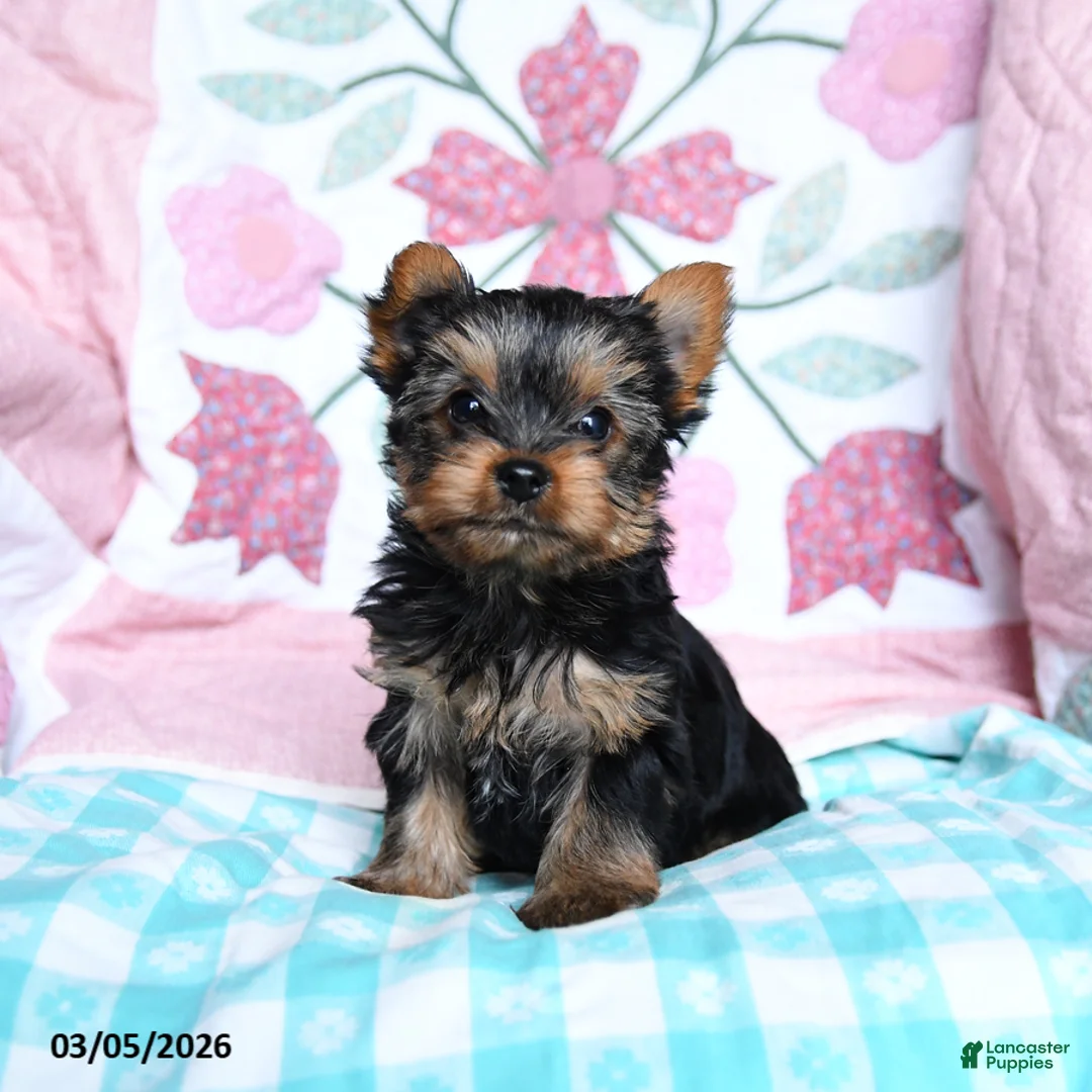 Yorkshire Terrier dogs for sale: Chipper - Ad 1