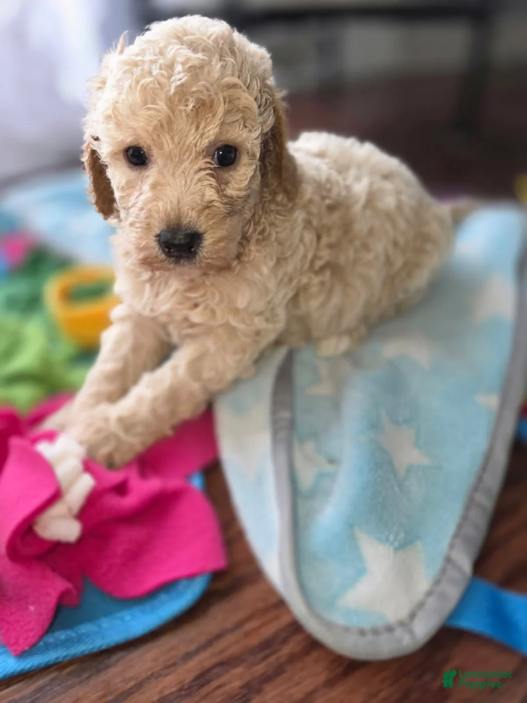 Goldendoodle dogs for sale: Mini Goldendoodle Female - Ad 3