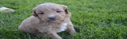 Mini Goldendoodle dogs for sale: Alita - Ad 4