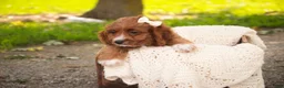 Cavapoo dogs for sale: Avery Cavapoo  - Ad 5