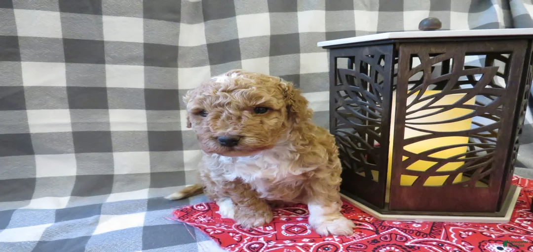 Gallery Image {{count}}