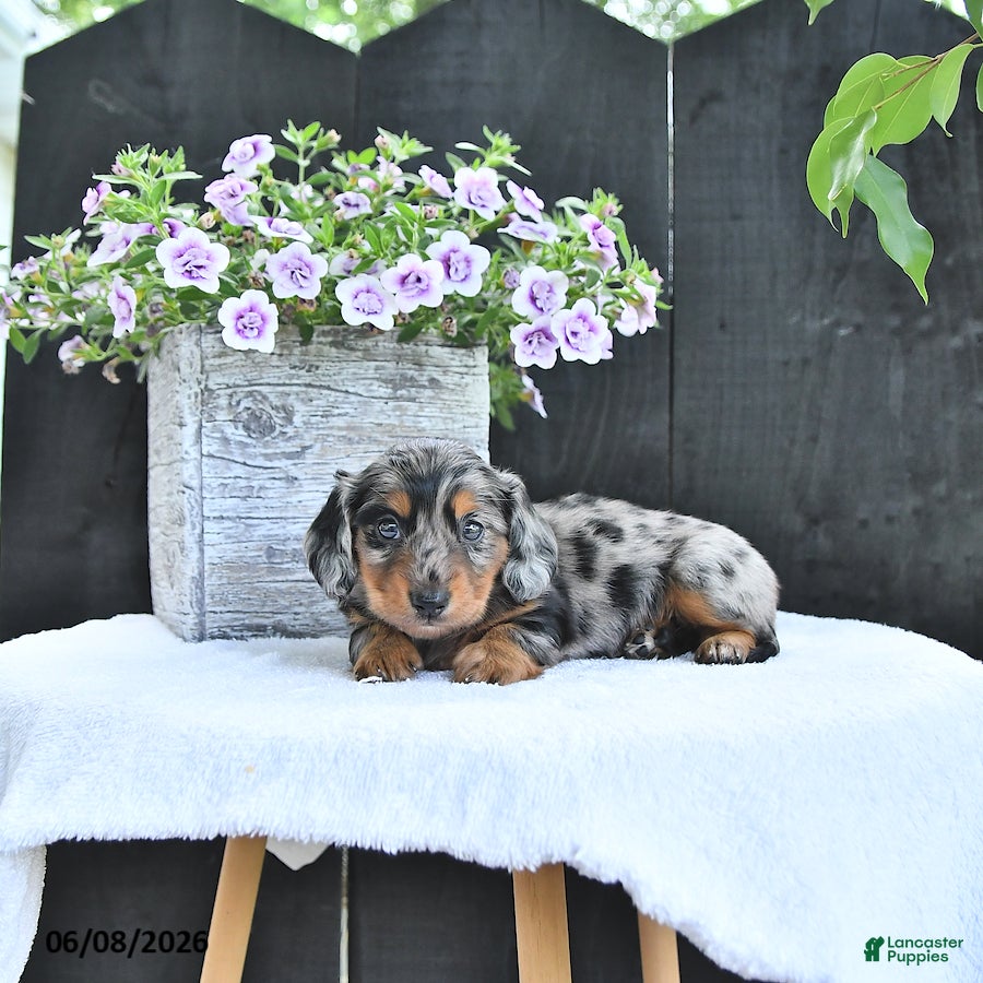 Dachshund dogs Asher - Ad 2