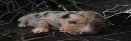 Miniature Australian Shepherd dogs for sale: Miniature Australian Shepherd 3 - Ad 13