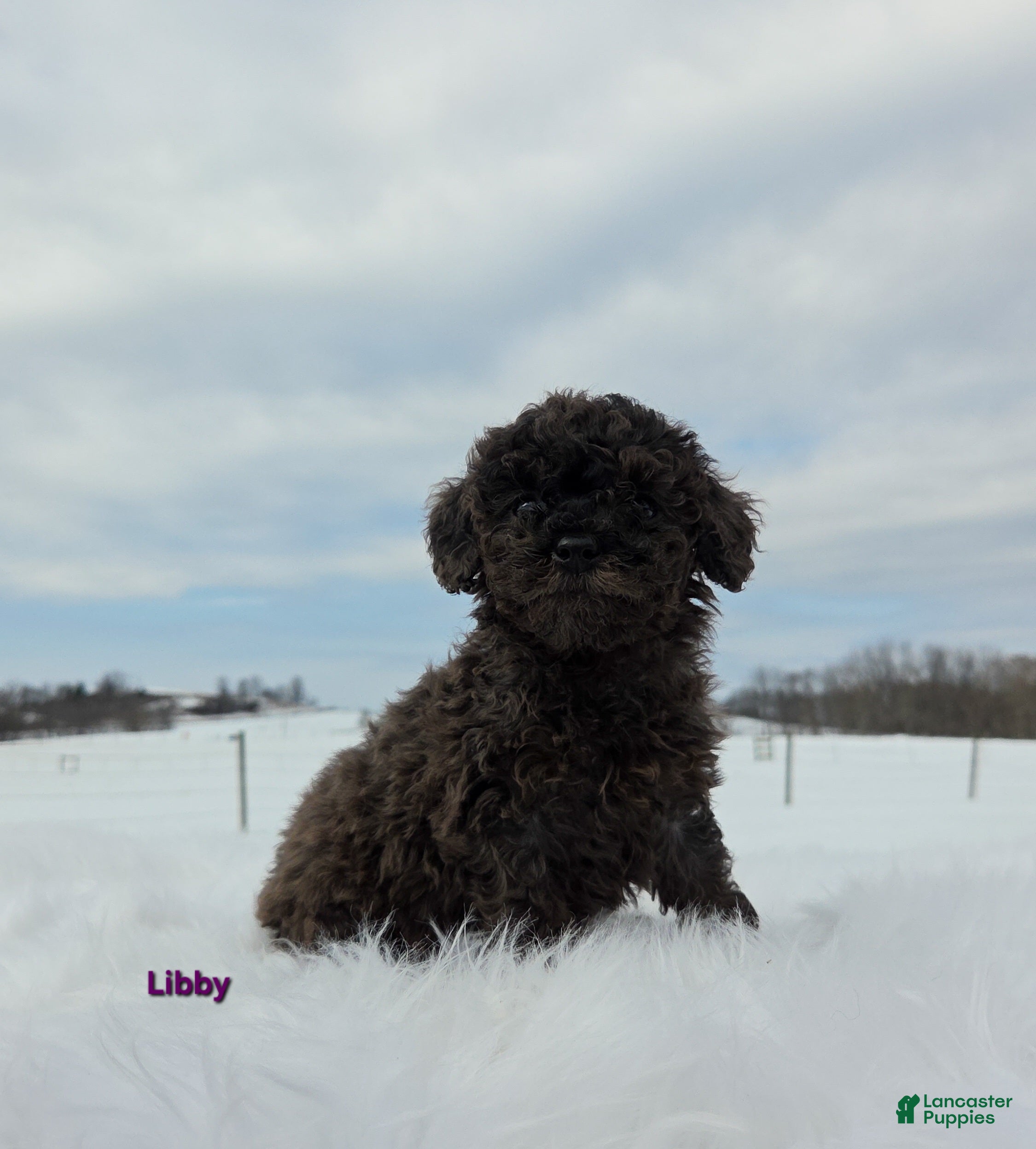 Miniature Poodle dogs Libby - Ad 2