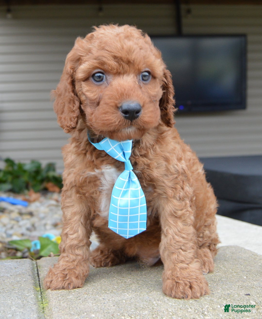 Irish Doodle dogs for sale: Mini Ivan - Ad 3