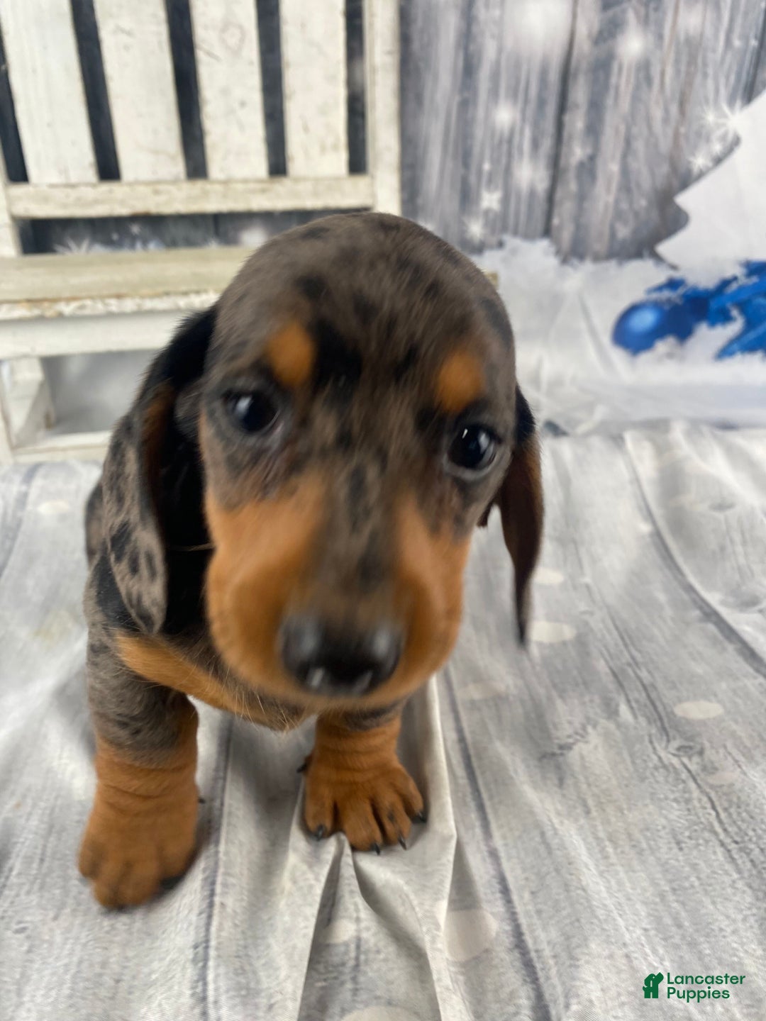 Miniature Dachshund dogs for sale: Julie - Ad 5