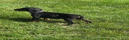 Doberman Pinscher dogs for sale: Doberman Pinscher 1 - Ad 3