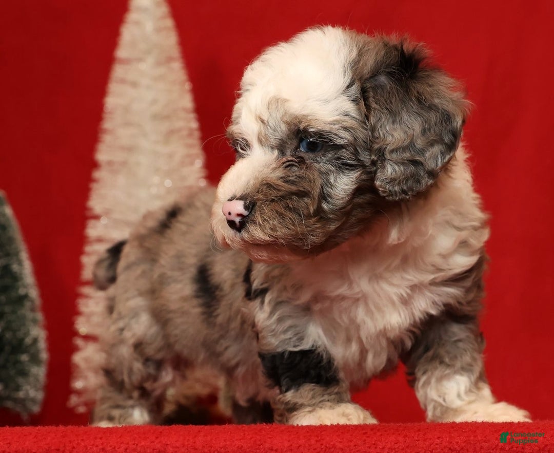 Miniature Poodle dogs for sale: Champ - Ad 3