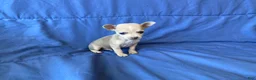 Chihuahua dogs for sale: Fletcher - Ad 2