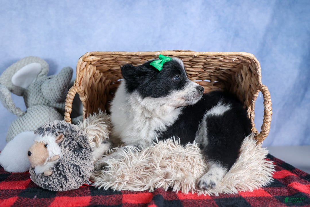 Mixed Breed dogs for sale: DUKE - Ad 5