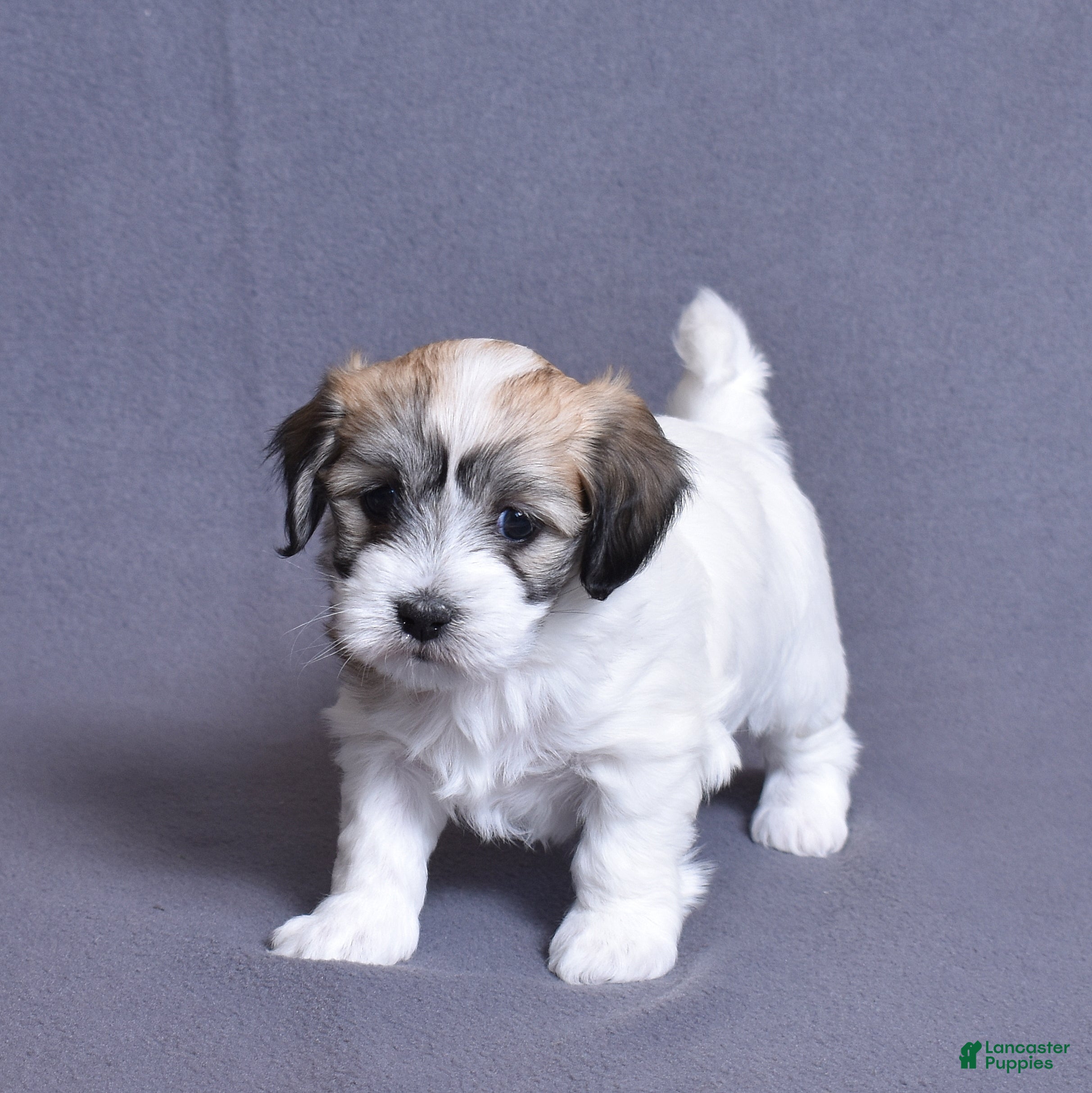 Coton De Tulear dogs Sabre - Ad 1