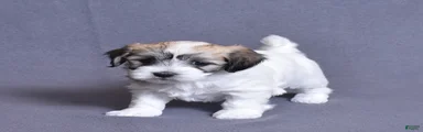 Sabre
