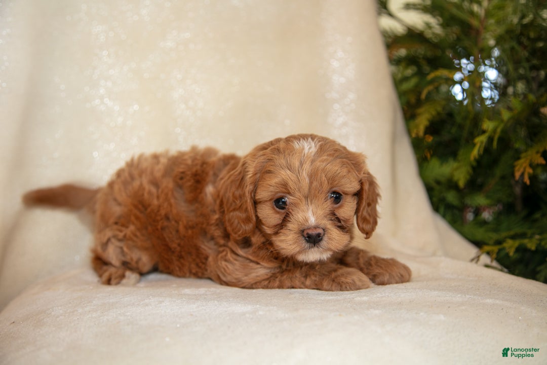 Cavapoo dogs for sale: Tara - Ad 3