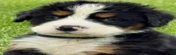 Bernese Mountain Dog dogs for sale: Bernese Mountain Dog Puppy 2 Mr gray - Ad 4
