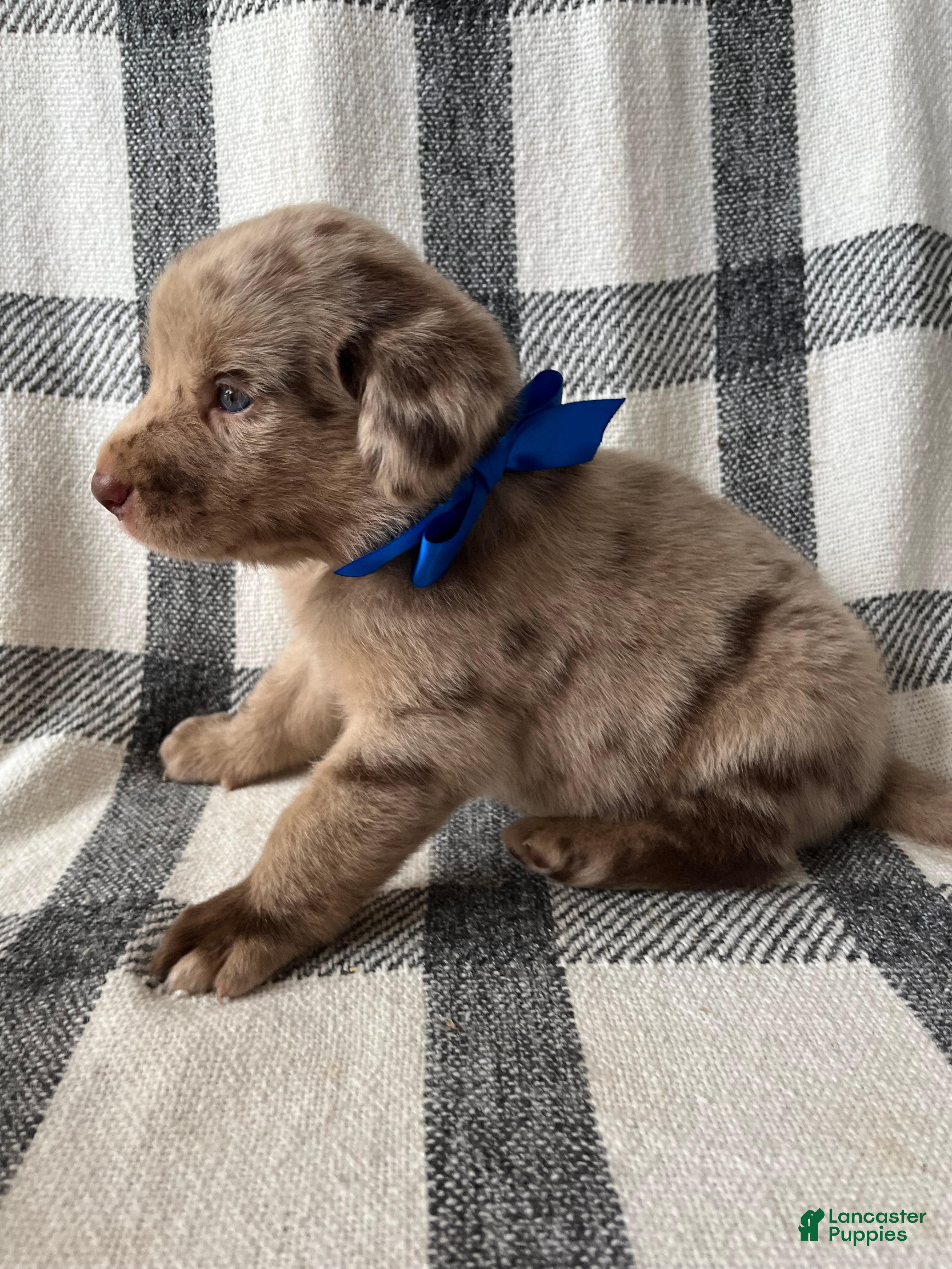 Mixed Breed dogs for sale: Rex - Ad 4