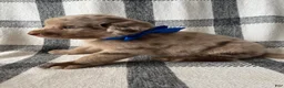 Mixed Breed dogs for sale: Rex - Ad 1