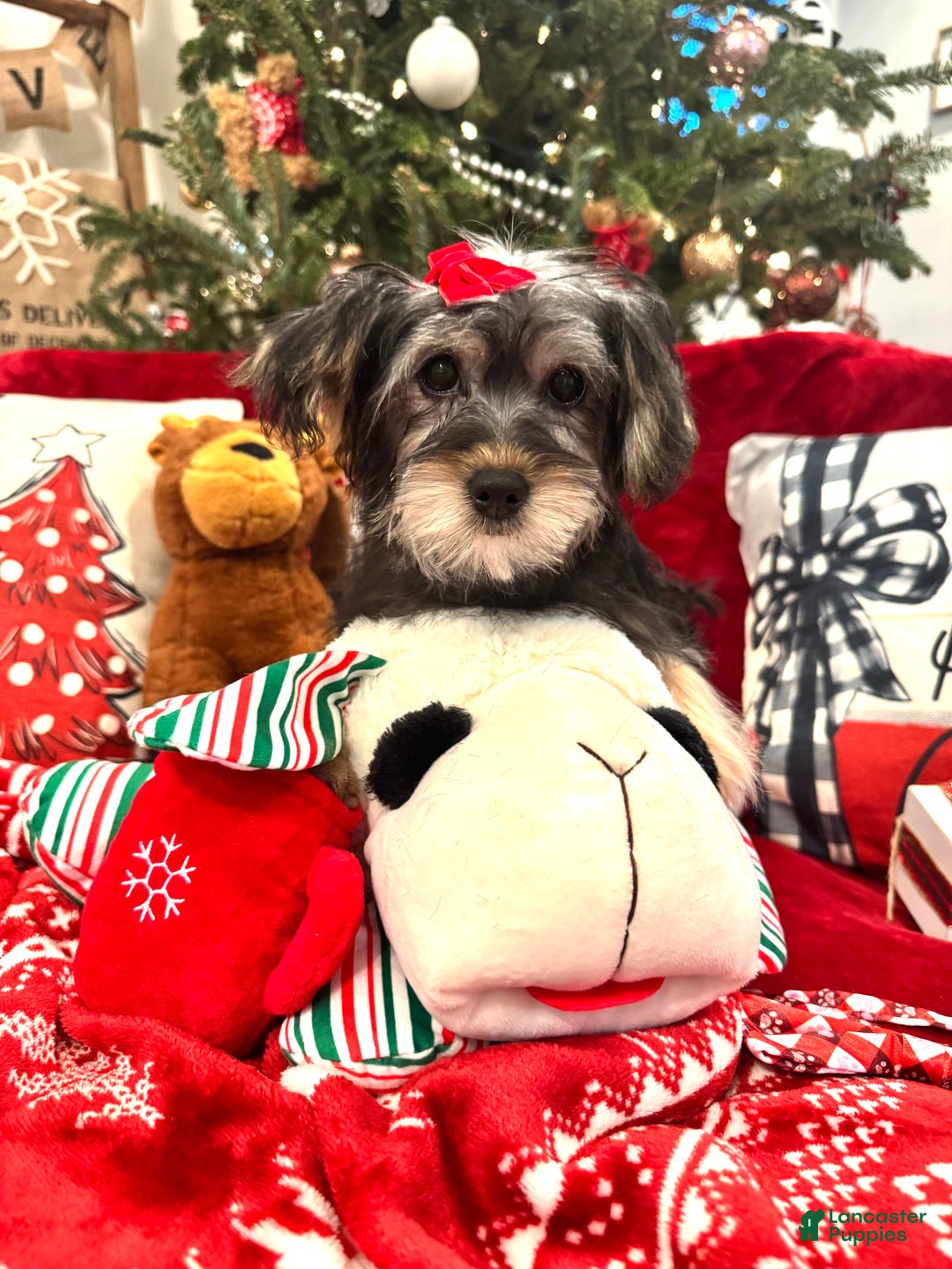 Yorkiepoo dogs for sale: Yorkiepoo Puppy 3 - Ad 2