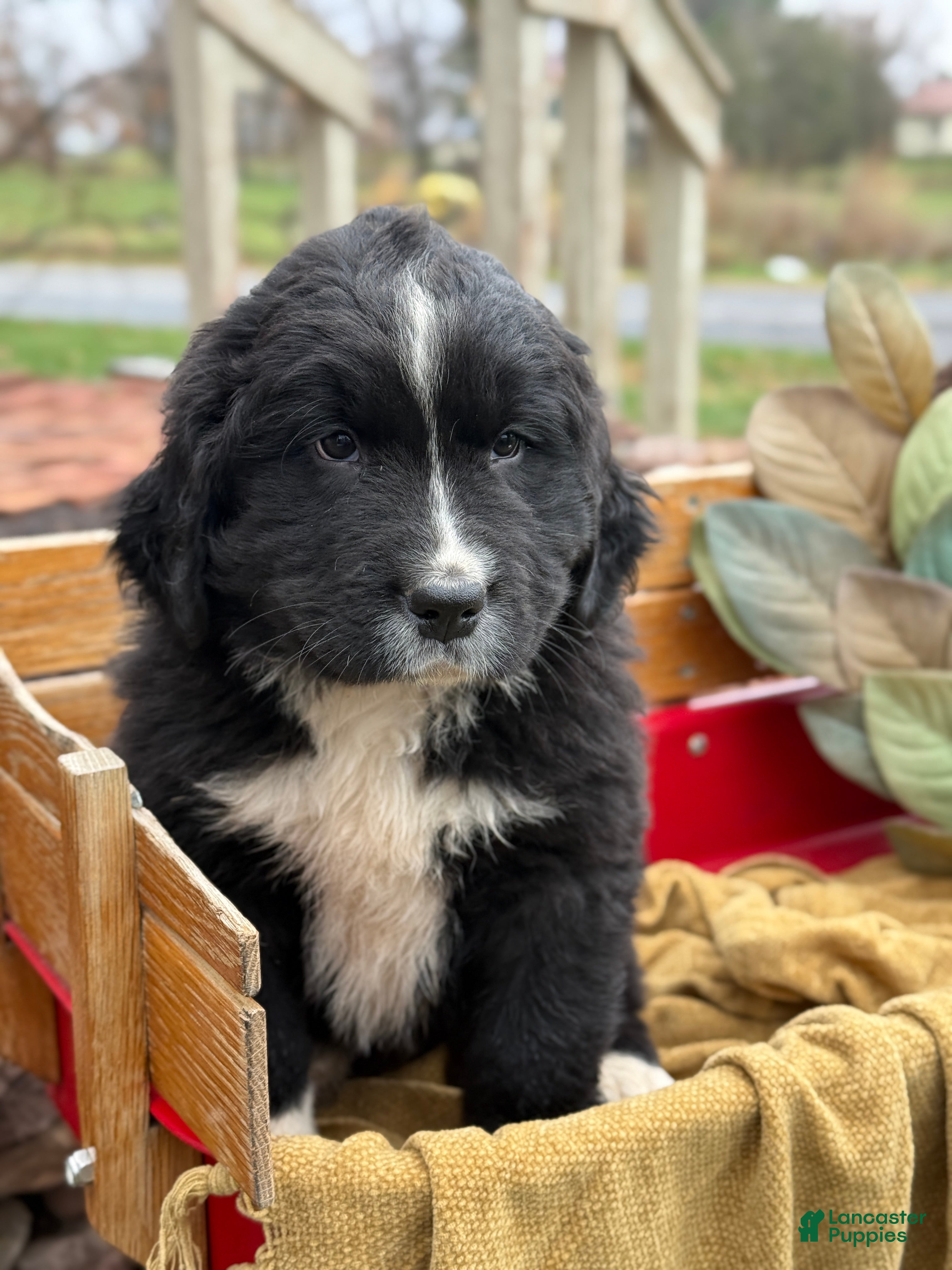 Mixed Breed dogs Whiskey - Ad 20