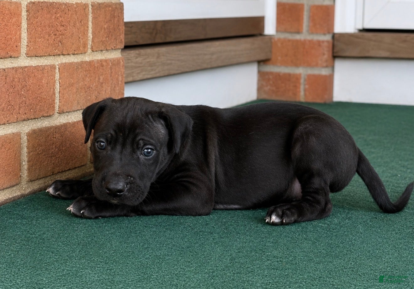 Great Dane dogs Male pup - Ad 2