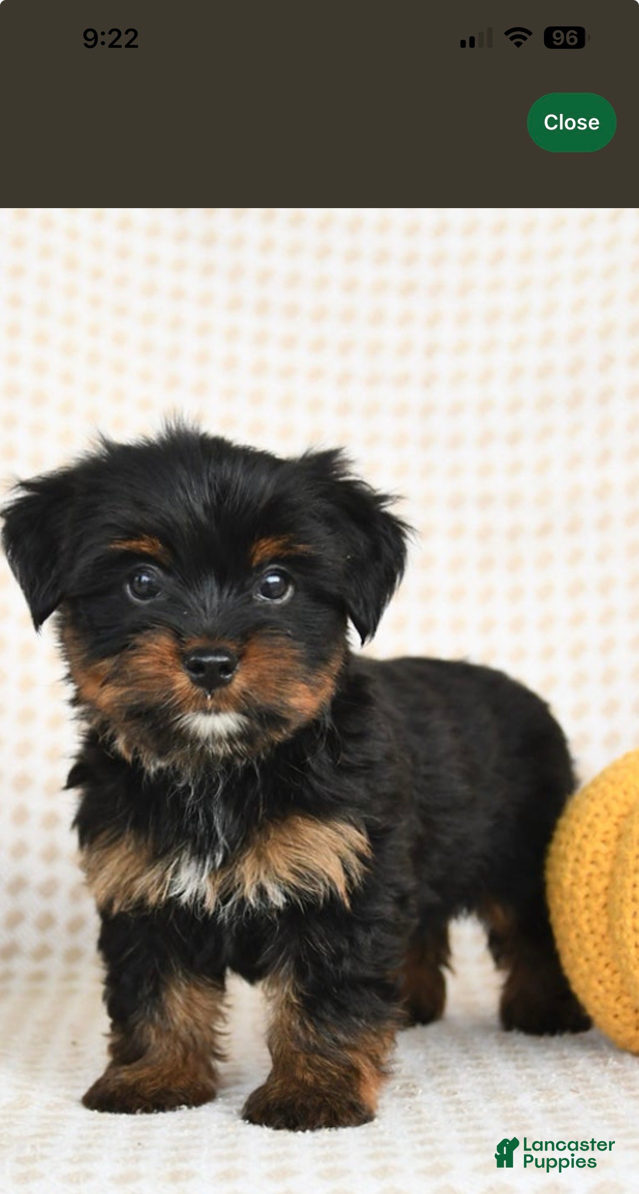 Yorkshire Terrier dogs BearBear - Ad 22