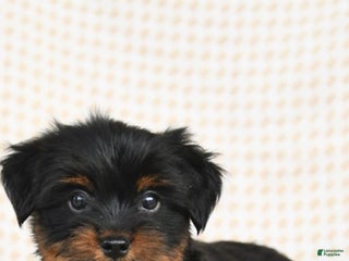 Yorkshire Terrier dogs BearBear - Ad 35