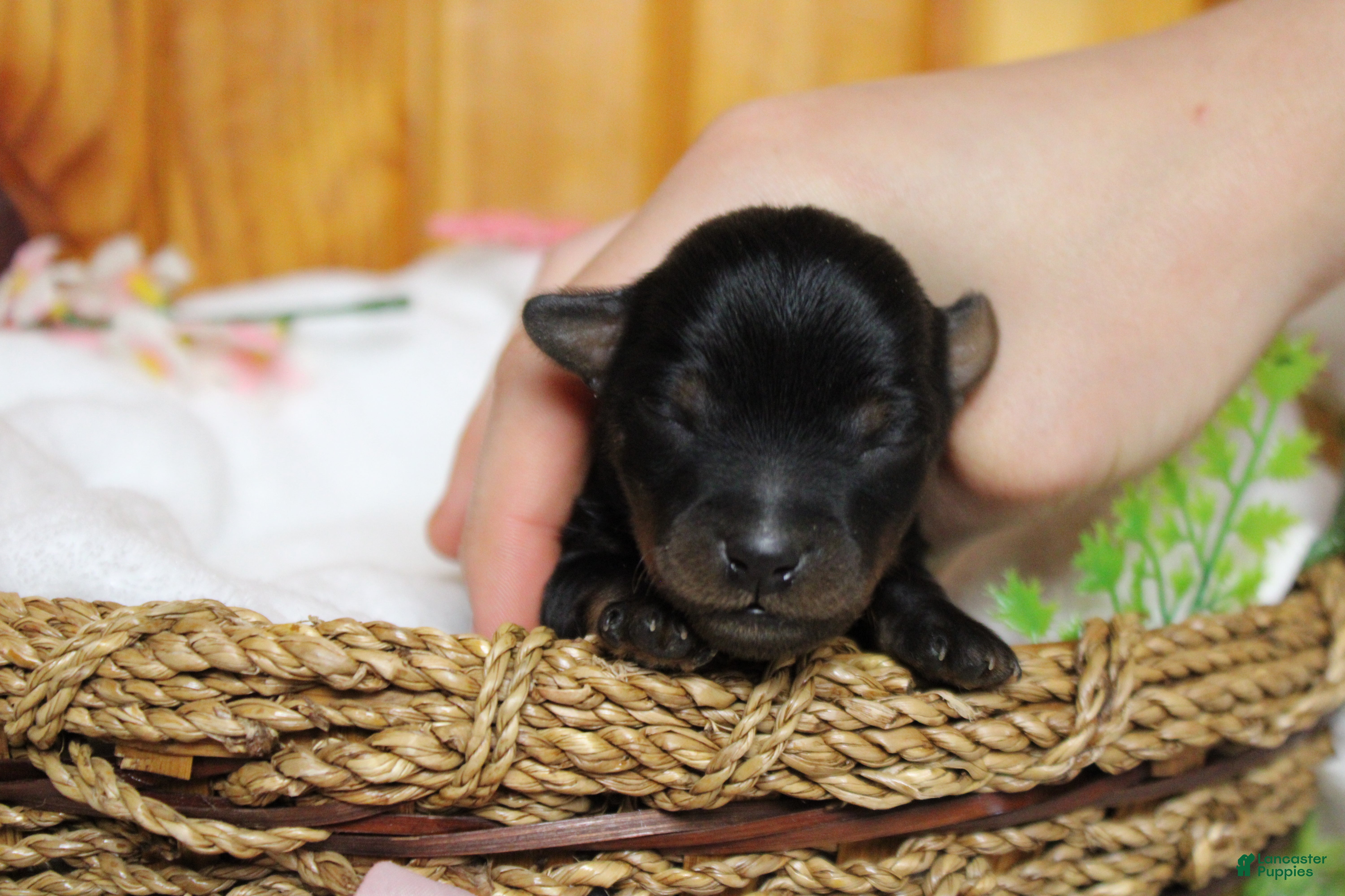 Yorkiepoo dogs Toughy - Ad 25
