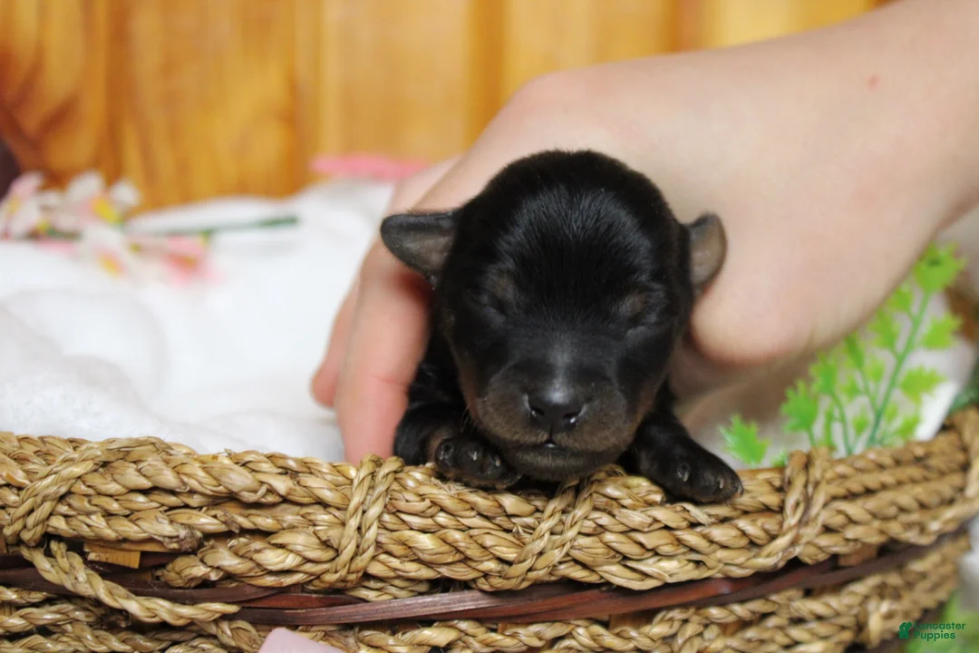 Yorkiepoo dogs for sale: Toughy - Ad 1