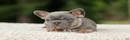 French Bulldog dogs for sale: Duke - Ad 4