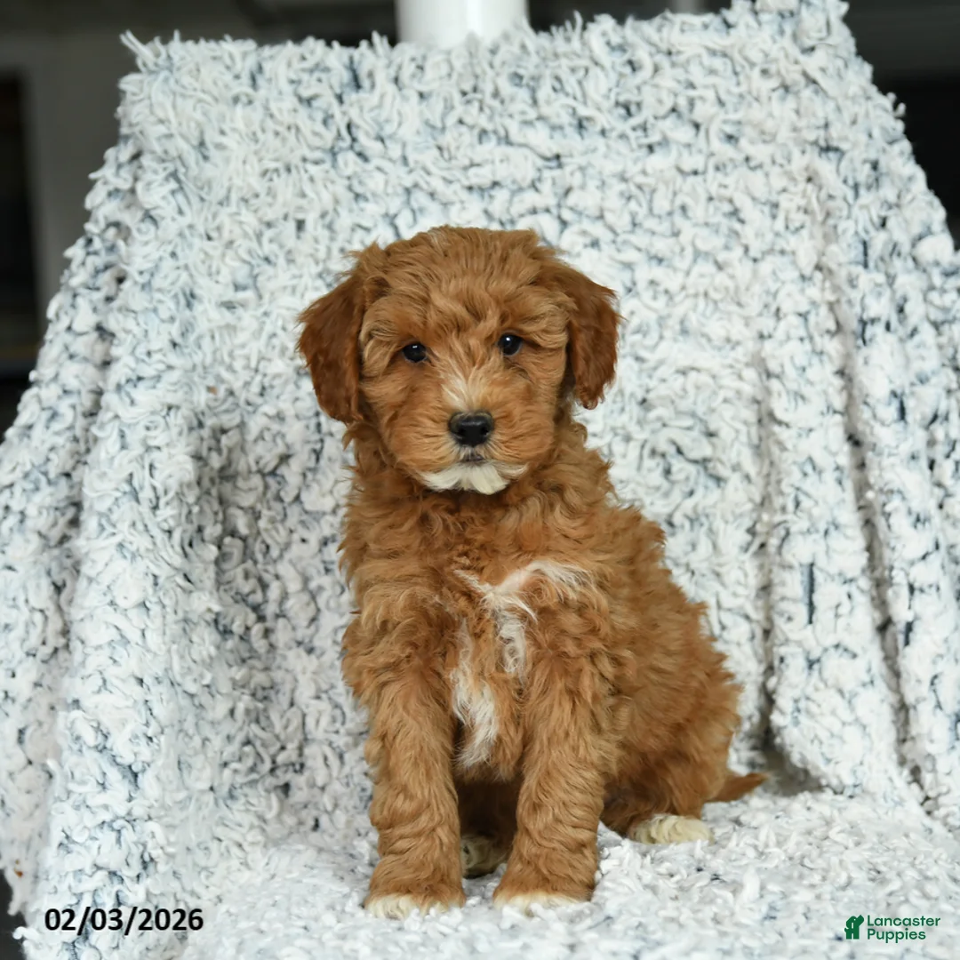 Mini Goldendoodle dogs for sale: Biscuit - Ad 3
