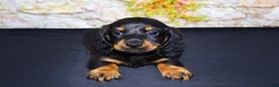 Miniature Dachshund dogs for sale: Ripp - Ad 6