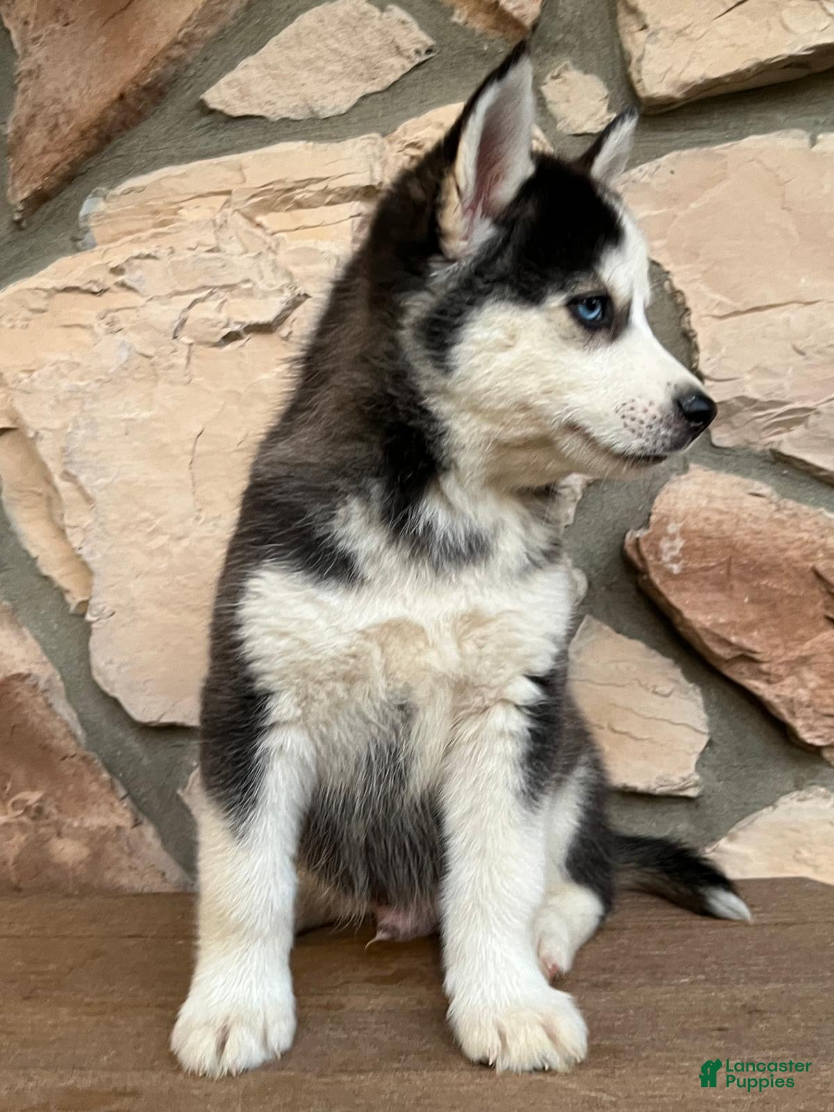 Pomsky dogs Chris - Ad 2