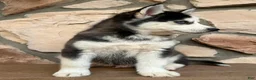 Pomsky dogs for sale: Chris - Ad 2