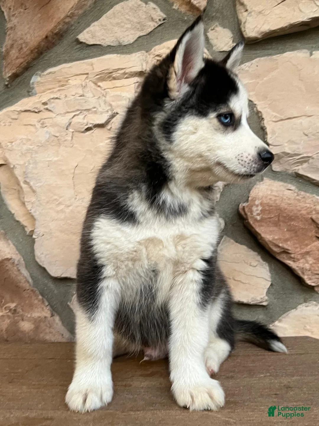 Pomsky dogs for sale: Chris - Ad 2